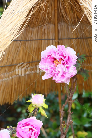 寒牡丹の花 73956416