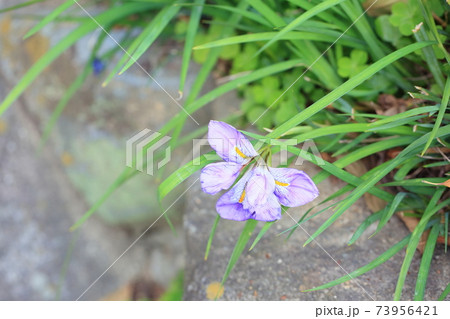 カンザキアヤメの花 73956421