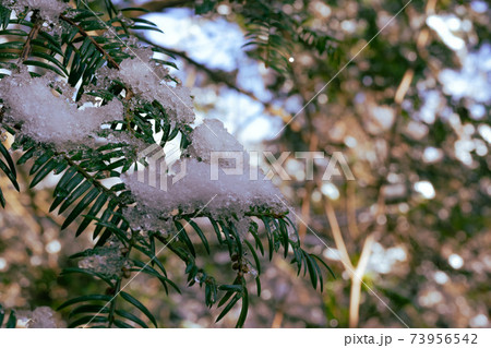 葉に残る雪　雪山登山 73956542