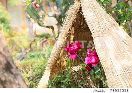 寒牡丹の花 73957053