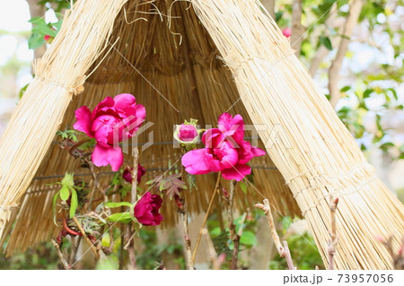 寒牡丹の花 73957056