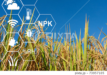 Farmer using computer control for management , monitoring and detect with the sensor in the rice field. 73957105