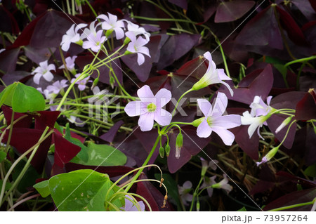 Shamrock flowers against purple and green leafted plants 73957264