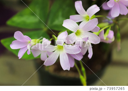 Macro view of delicate purple white shamrock flowers 73957265