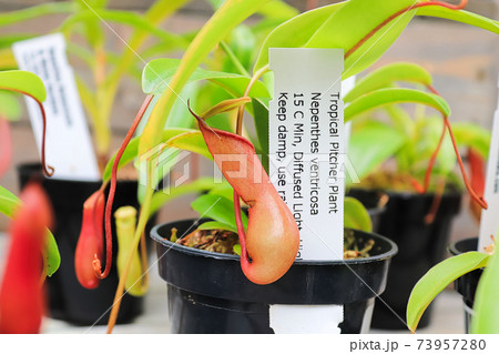 A pitcher plant grows in a houseplant pot A pitcher plant grows in a houseplant pot 73957280