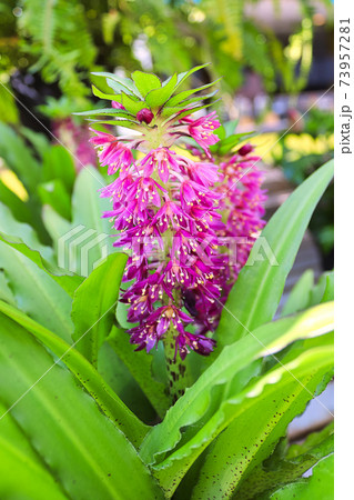 A vertical of a pineapple lily in full bloom 73957281
