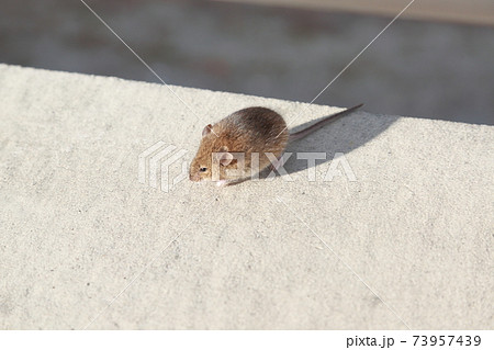 小さく可愛いハタネズミ 73957439