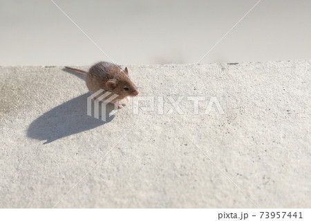 小さく可愛いハタネズミ 73957441
