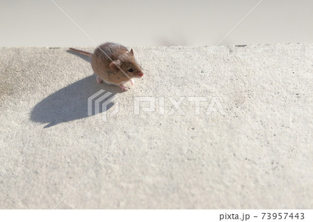 小さく可愛いハタネズミ 小さく可愛いハタネズミ 73957443