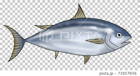 Skipjack illustration - Stock Illustration [73957656] - PIXTA