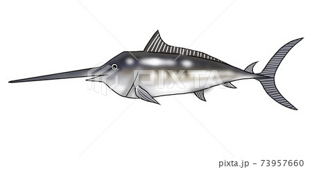 カジキのイラストのイラスト素材