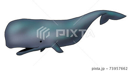 泳ぐマッコウクジラのイラストのイラスト素材