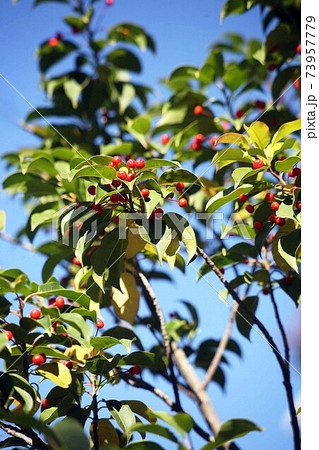 青空に映える ソヨゴの赤い実の写真素材
