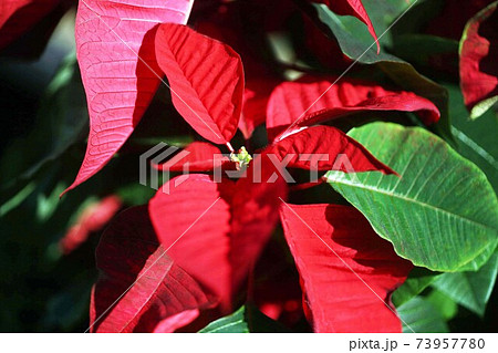 観葉植物 ポインセチアの赤い葉の写真素材