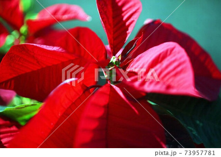 観葉植物 ポインセチアの赤い葉の写真素材