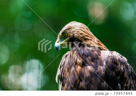 イヌワシ 東京都・多摩動物公園 イヌワシ 東京都・多摩動物公園 73957945