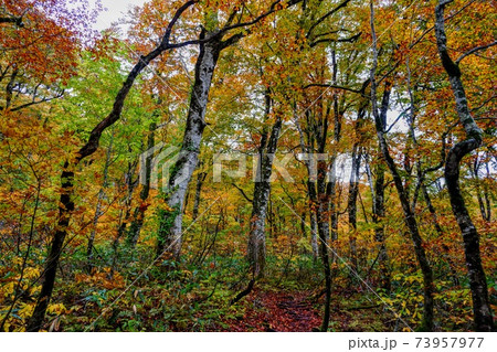紅葉の天生峠 ブナ原生林 紅葉の天生峠 ブナ原生林 73957977