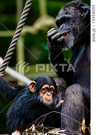 チンパンジーの親子 東京都 多摩動物公園の写真素材