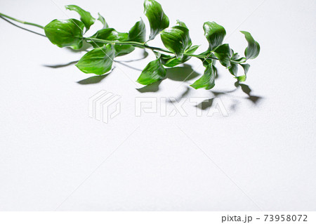 植物と影の白背景素材 植物と影の白背景素材 73958072
