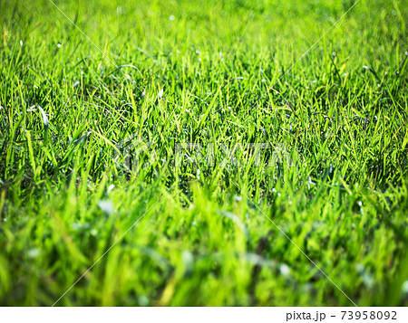 芝生の素材 複数のバリエーションがありますのイラスト素材