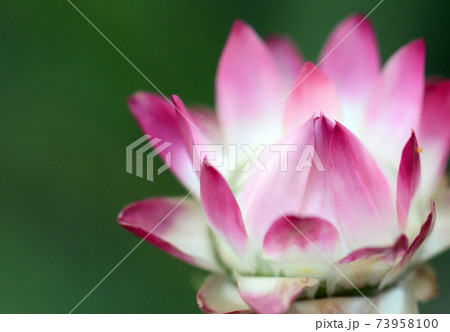 Close up of a pink and white Australian Everlasting Daisy, Xerochrysum bracteatum, family Asteraceae. Endemic to all Australian states and territories 73958100