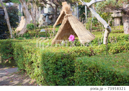 寒牡丹の花 寒牡丹の花 73958321