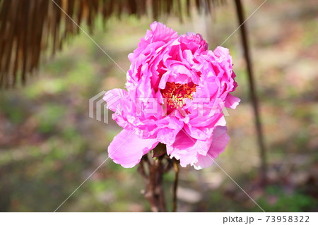 寒牡丹の花 73958322