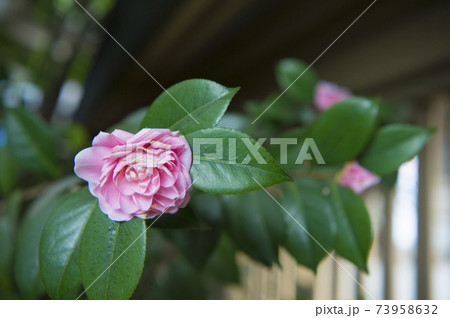 ピンクの花[東京] 73958632