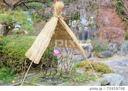 寒牡丹の花 73958798