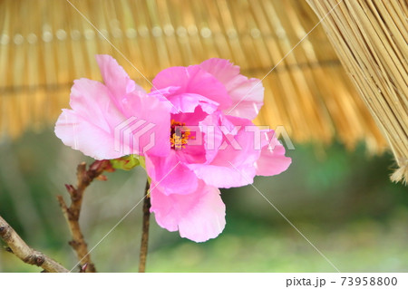 寒牡丹の花 73958800