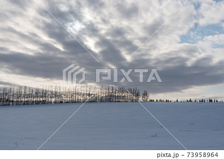 冬の木立 73958964