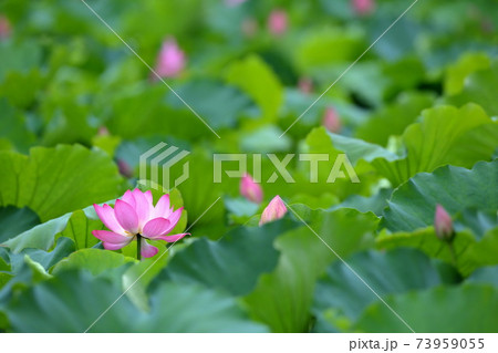 ピンク色の綺麗な大きな花びらが咲く蓮の花の写真素材