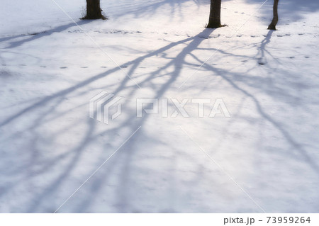 木の影が美しい雪深い森の風景の写真素材
