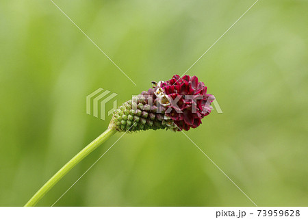 吾亦紅（ワレモコウ）の赤褐色の穂の形が優雅で面白い 73959628