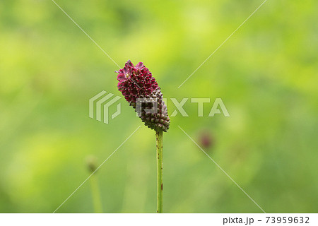 吾亦紅(ワレモコウ)の赤褐色の穂の形が優雅で面白い 吾亦紅(ワレモコウ)の赤褐色の穂の形が優雅で面白い 73959632