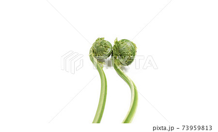 新鮮な青こごみ　山菜 73959813