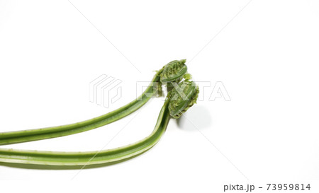 新鮮な青こごみ　山菜 73959814