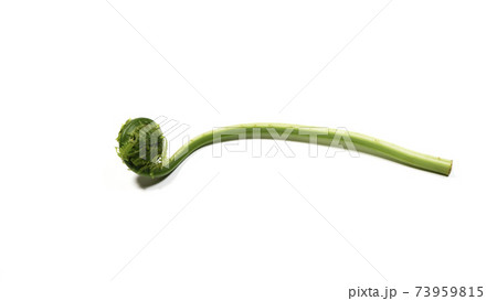 新鮮な青こごみ　山菜 73959815