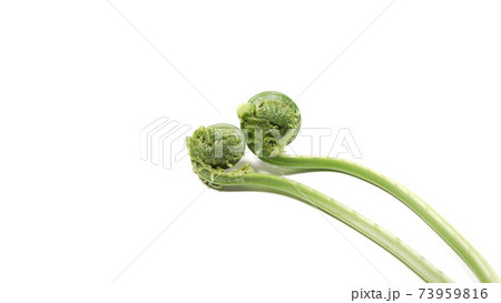 新鮮な青こごみ　山菜 73959816