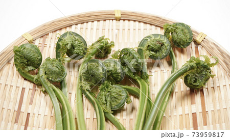 新鮮な青こごみ　山菜 73959817