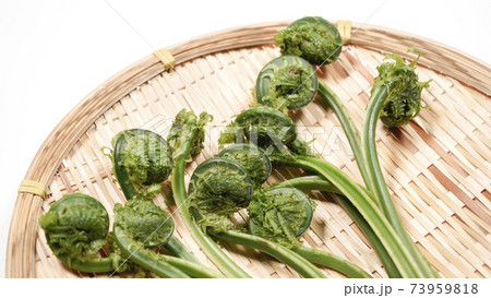 新鮮な青こごみ　山菜 73959818