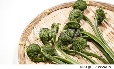 新鮮な青こごみ 山菜 新鮮な青こごみ 山菜 73959819