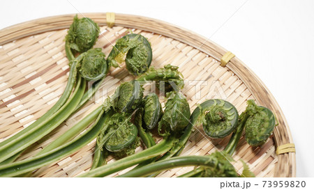 新鮮な青こごみ 山菜 新鮮な青こごみ 山菜 73959820