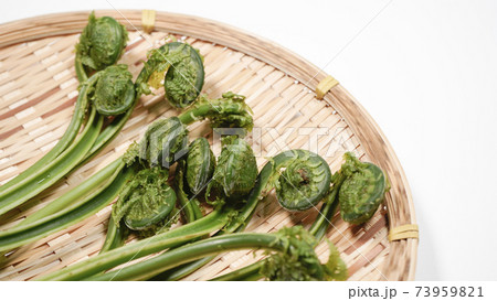 新鮮な青こごみ　山菜 73959821
