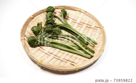 新鮮な青こごみ　山菜 73959822
