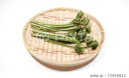 新鮮な青こごみ　山菜 73959823