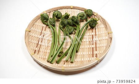 新鮮な青こごみ 山菜 新鮮な青こごみ 山菜 73959824