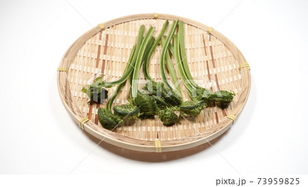 新鮮な青こごみ 山菜 新鮮な青こごみ 山菜 73959825