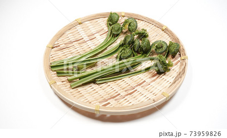 新鮮な青こごみ 山菜 新鮮な青こごみ 山菜 73959826