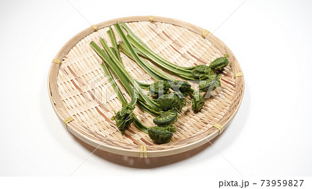 新鮮な青こごみ 山菜 新鮮な青こごみ 山菜 73959827